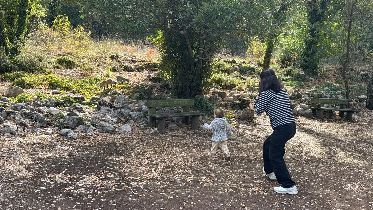 Termessos’ta Tilki Sürprizi